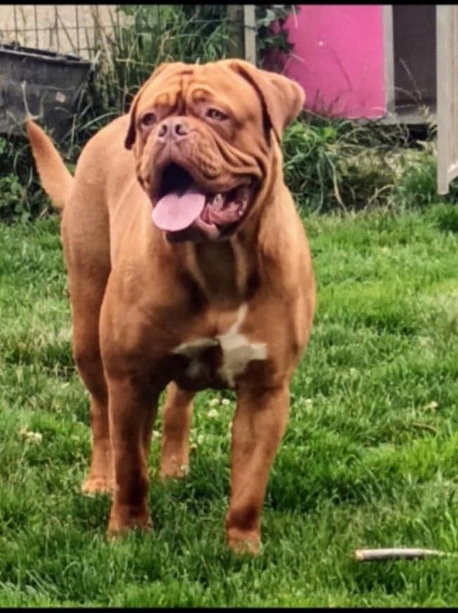 Les Dogue de Bordeaux de l'affixe Des Caprices Dorée