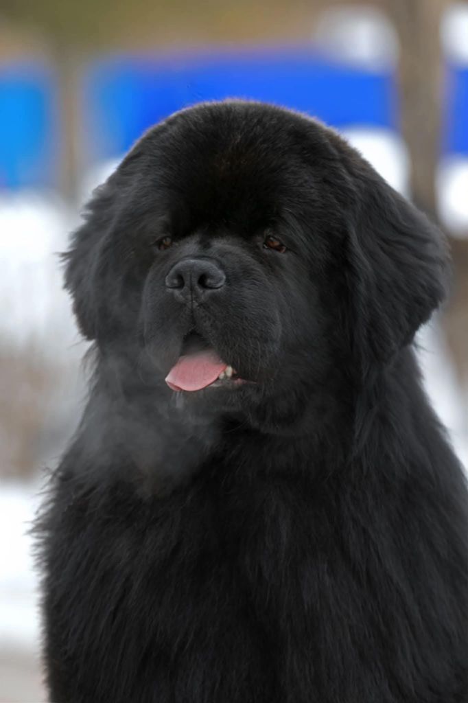 Jch chilli perets iz zamka melvin