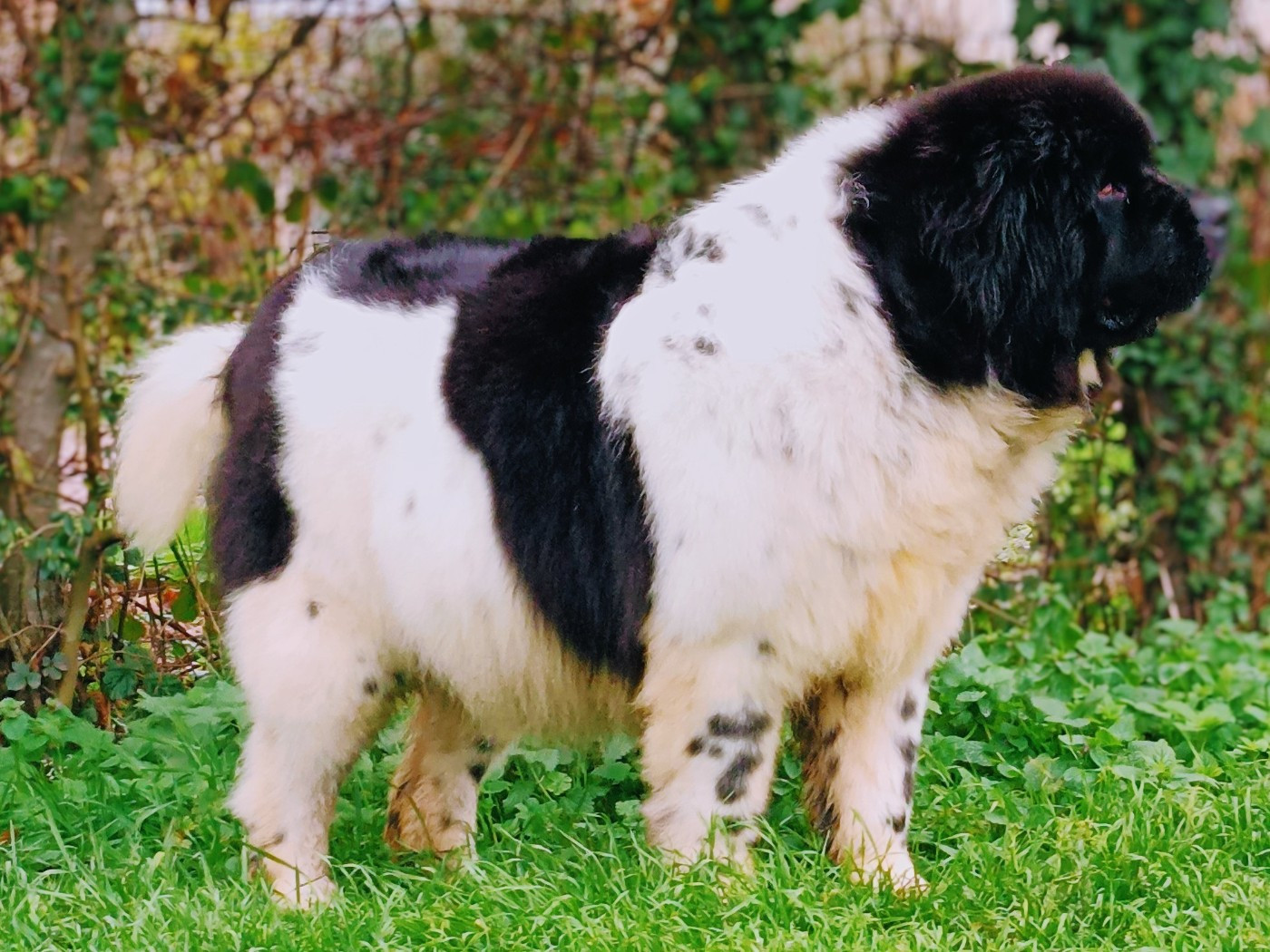 Samanta kraina Jutra Titre Initial