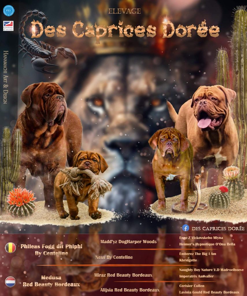 Des Caprices Dorée - Confirmation de gestation 