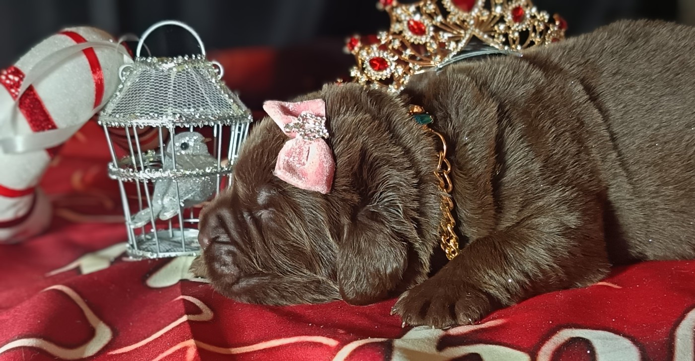 Des Caprices Dorée - Chiots disponibles - Terre-neuve