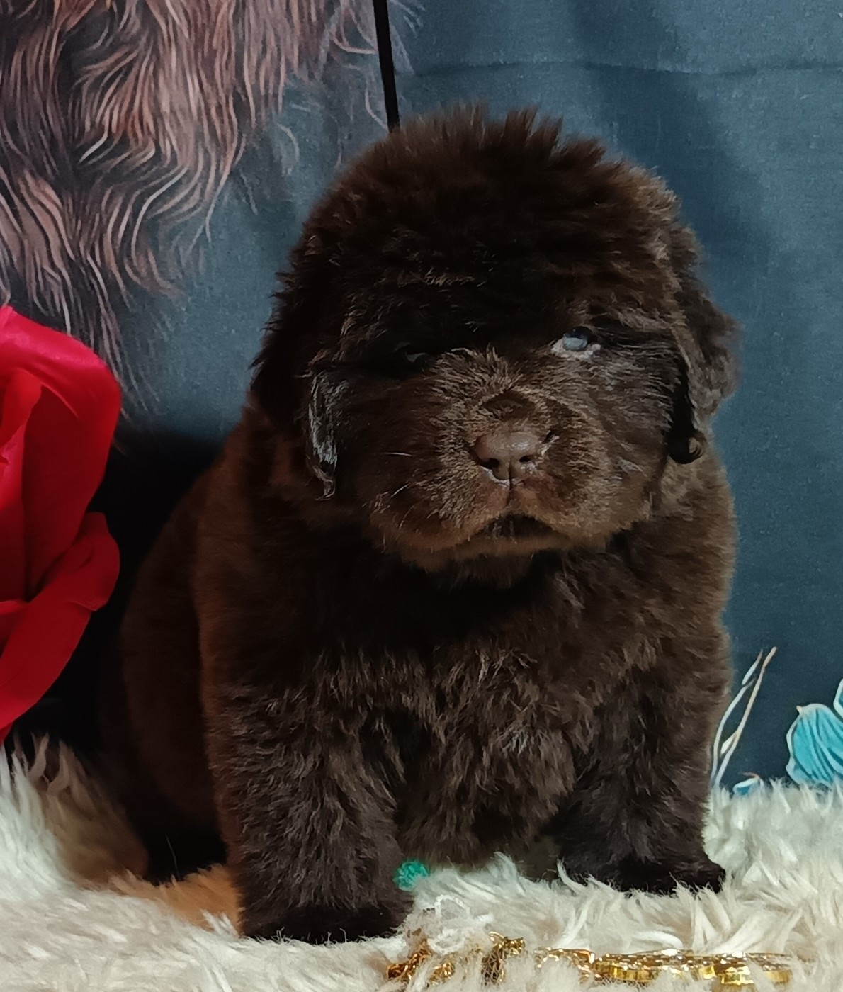 Des Caprices Dorée - Chiots disponibles - Terre-neuve